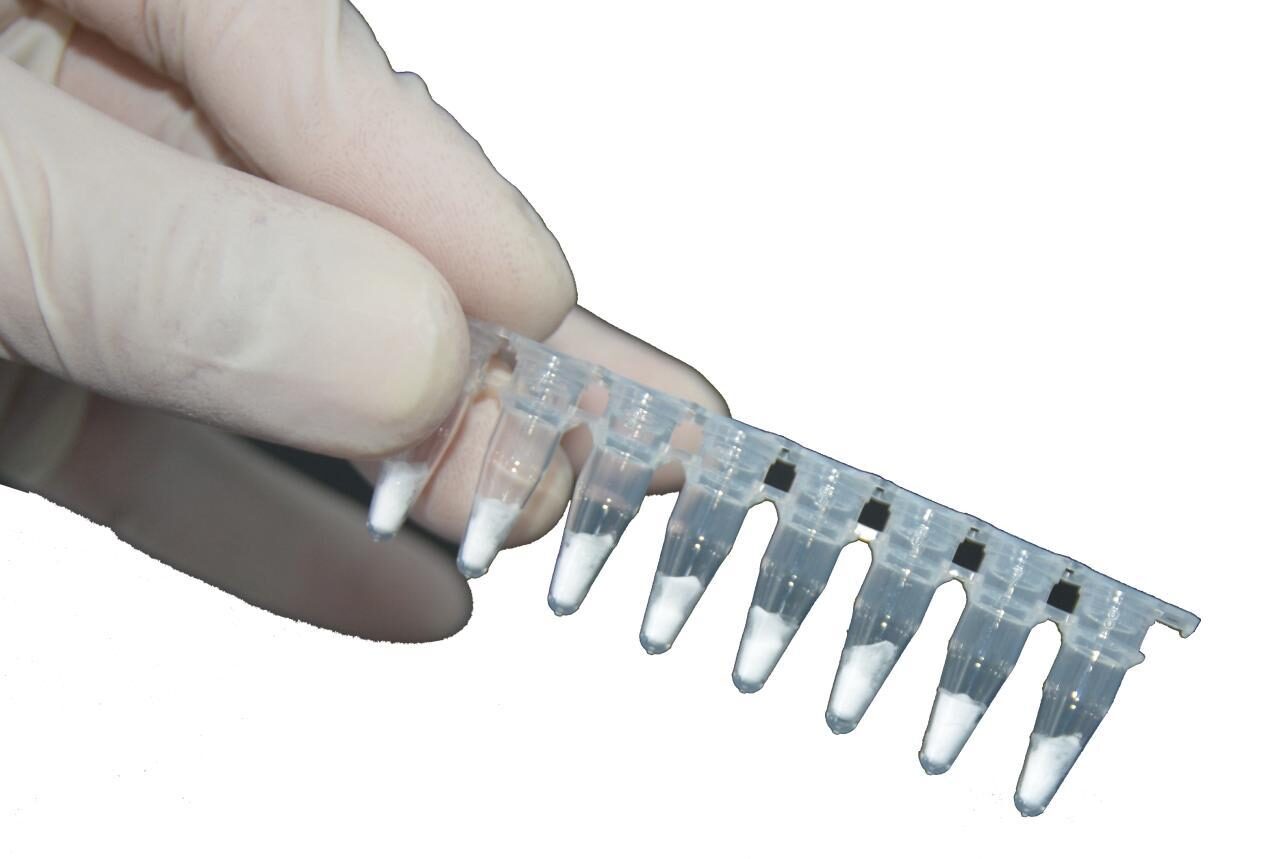 Gloved hand holding an eight-tube strip